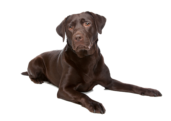 Labrador Free Download PNG HD PNG Image