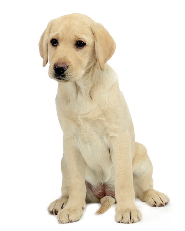 Labrador Download Free Download PNG HD PNG Image