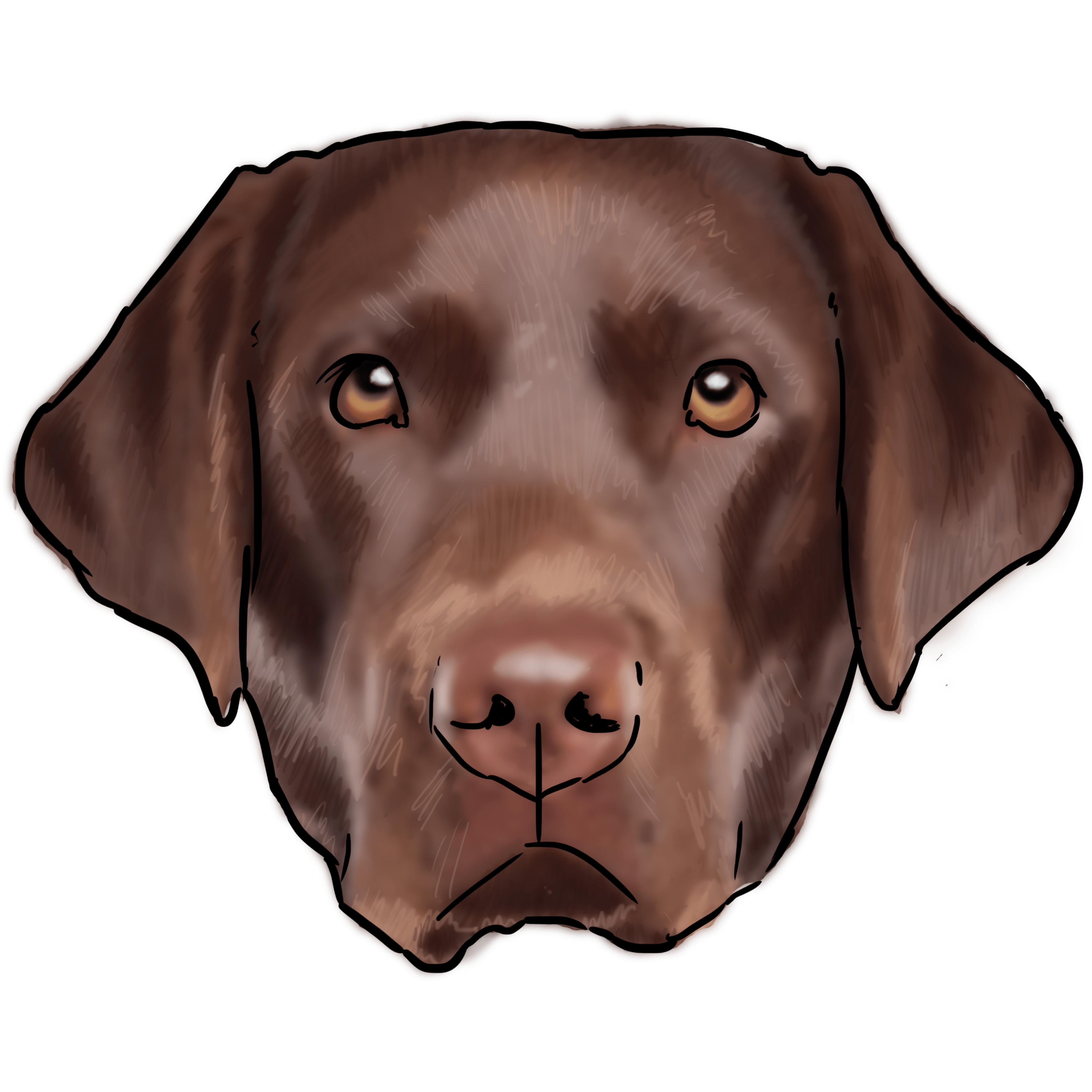 Labrador Image Download HQ PNG PNG Image