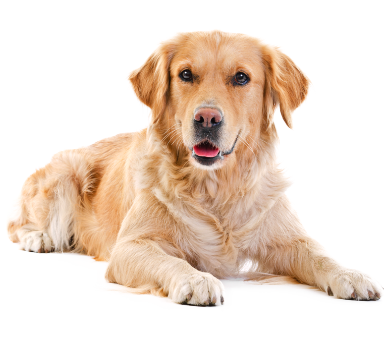 Labrador Photos Free Download Image PNG Image