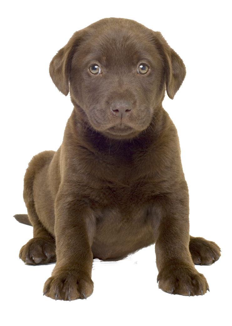 Labrador Image PNG Free Photo PNG Image