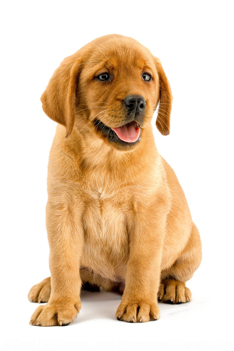 Labrador PNG Image High Quality PNG Image