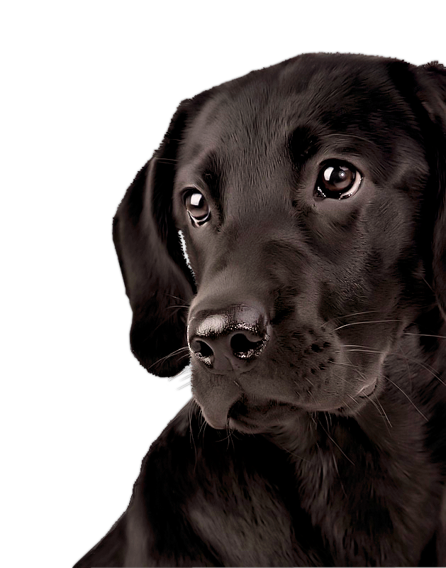 Labrador Download HD PNG PNG Image