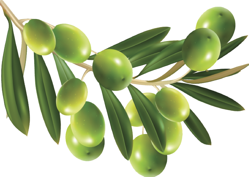 Olive Hd PNG Image