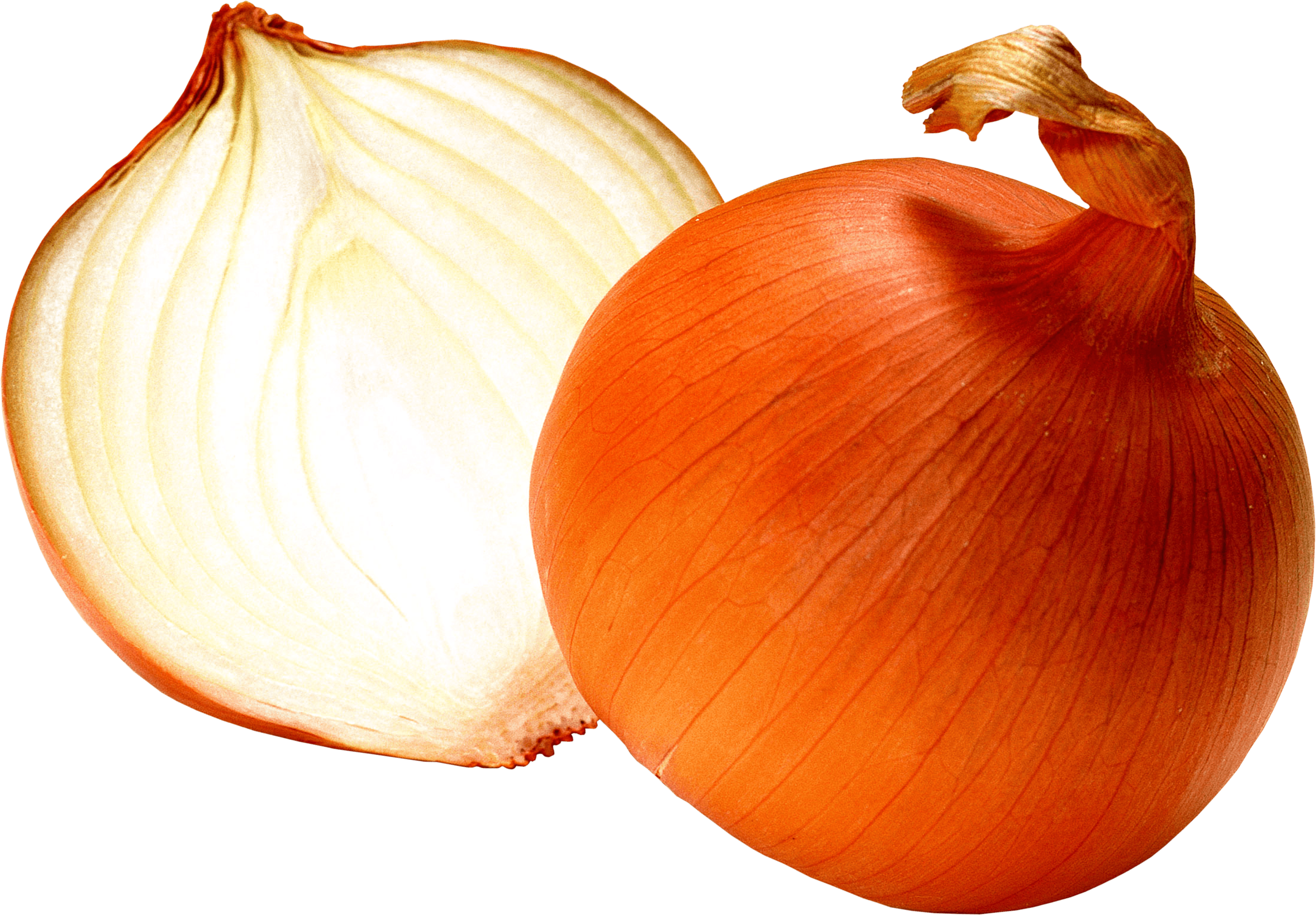 Onion Png Image PNG Image