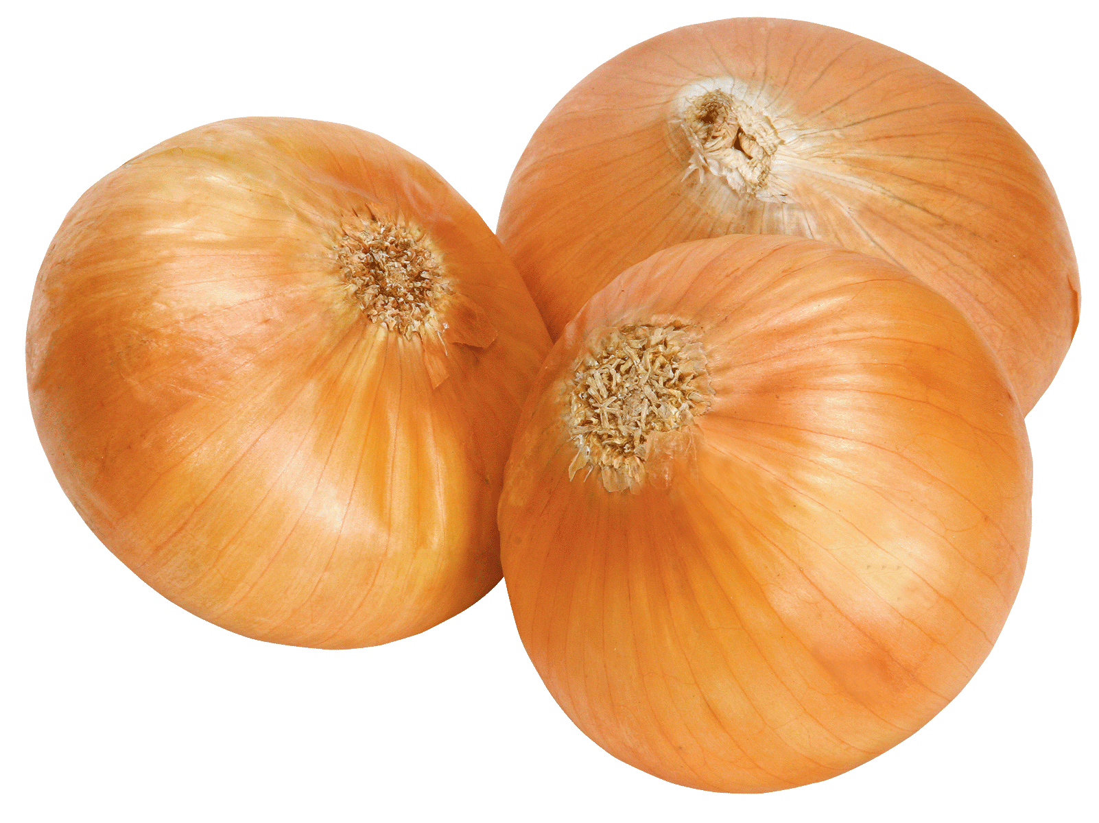 Fresh Onion Free Transparent Image HQ PNG Image