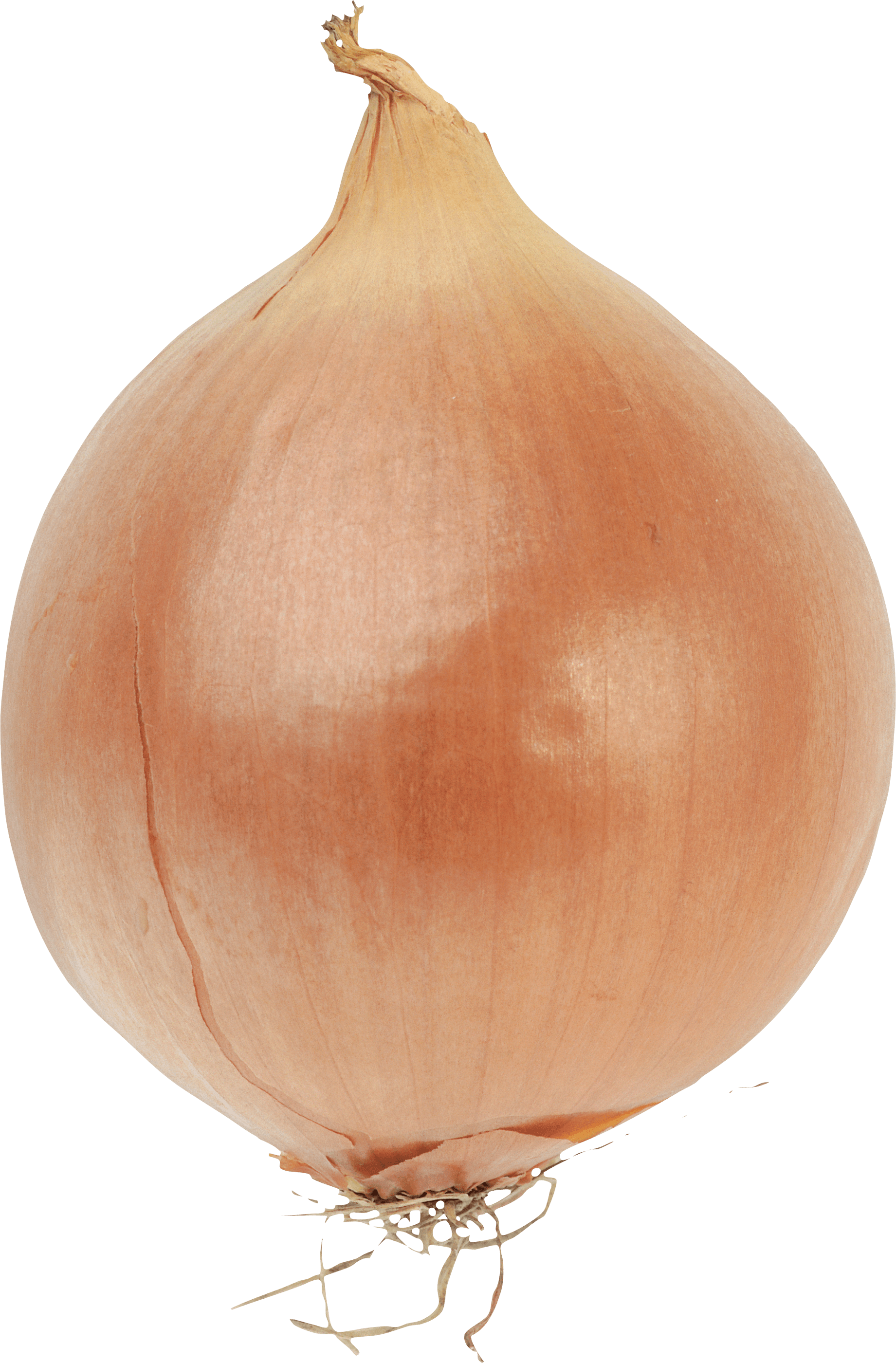 Onion Png Image PNG Image