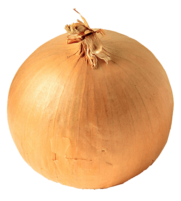 Onion Png Image Download Picture PNG Image