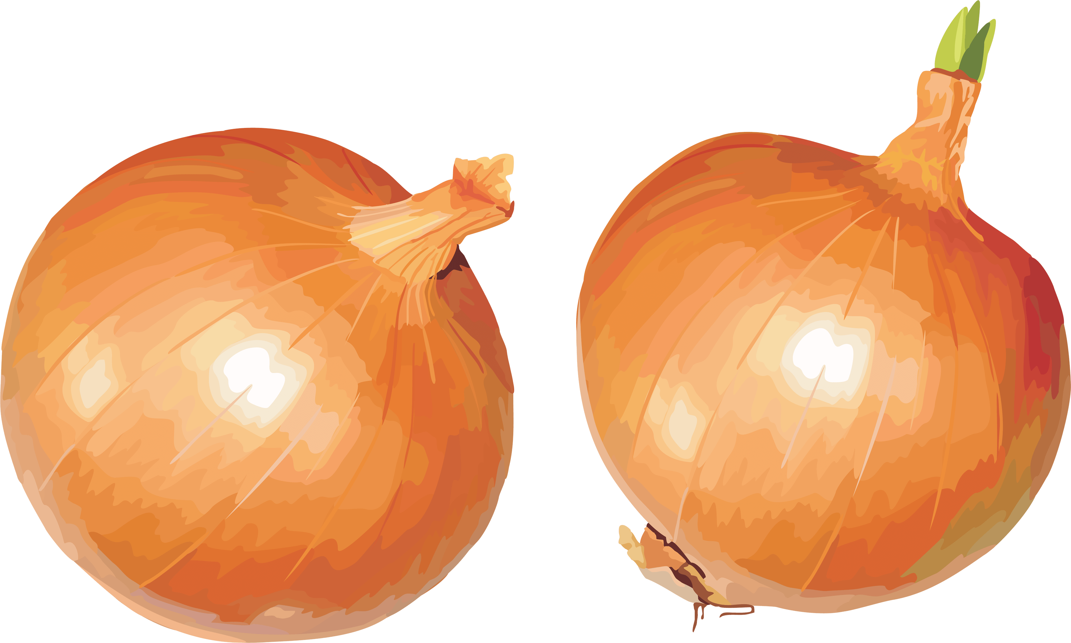 Onion Png Image PNG Image