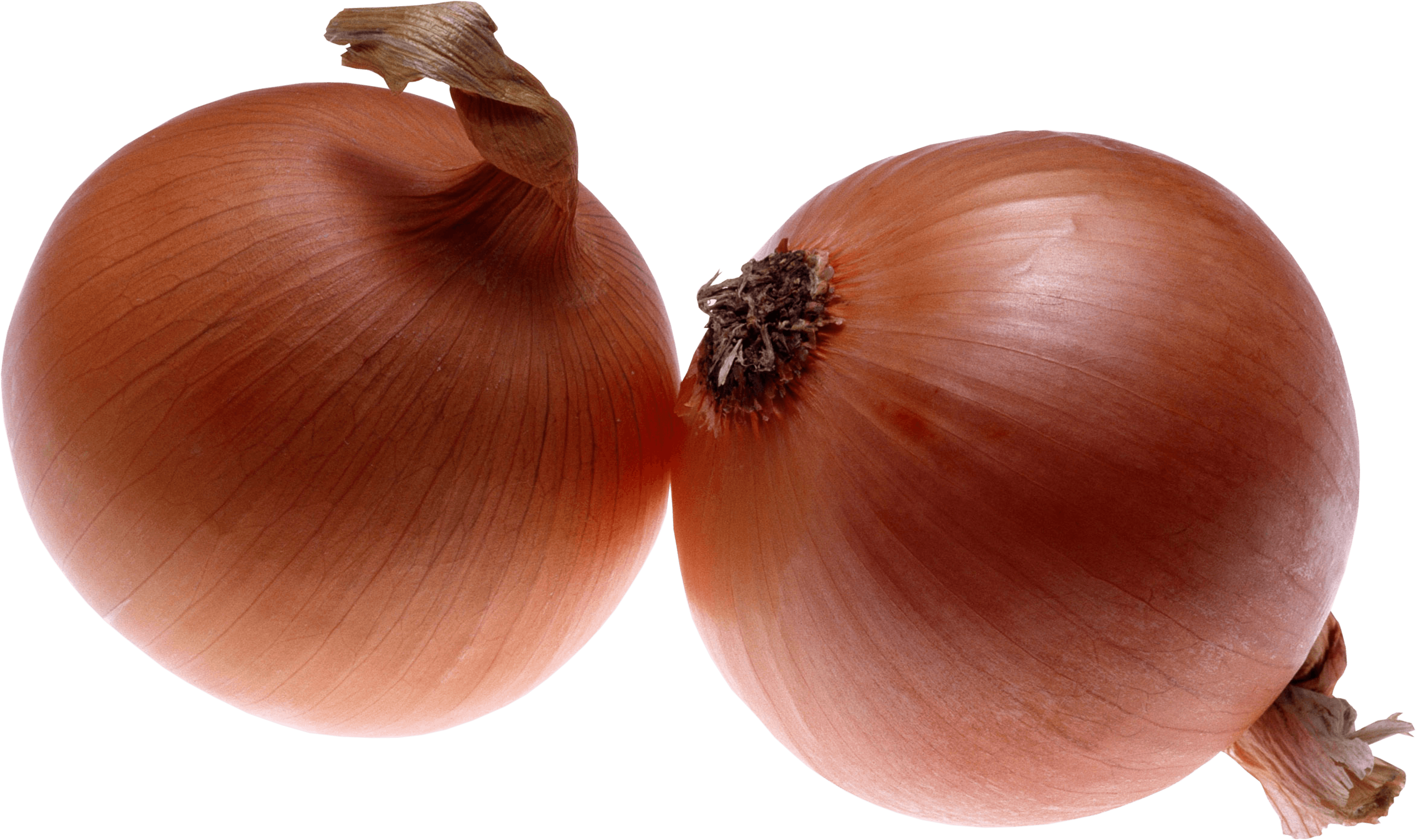 Onion Png Image Download Picture PNG Image