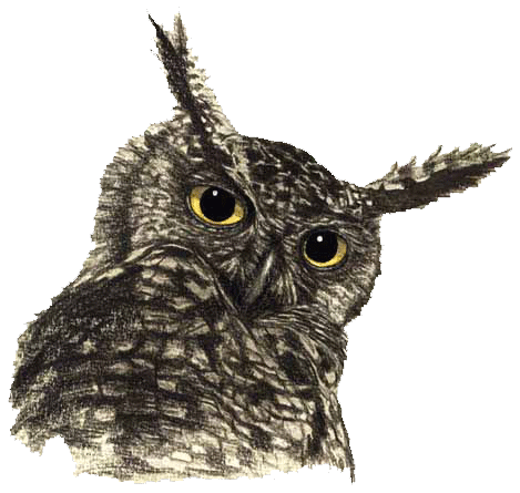 Owl Png File PNG Image