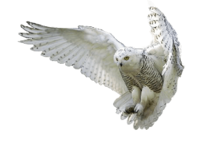 Owl Png Hd PNG Image