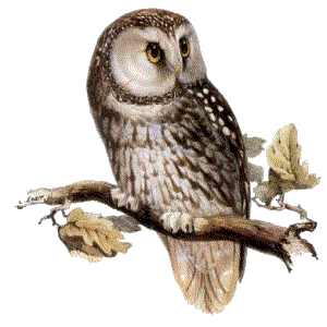 Owl Png PNG Image