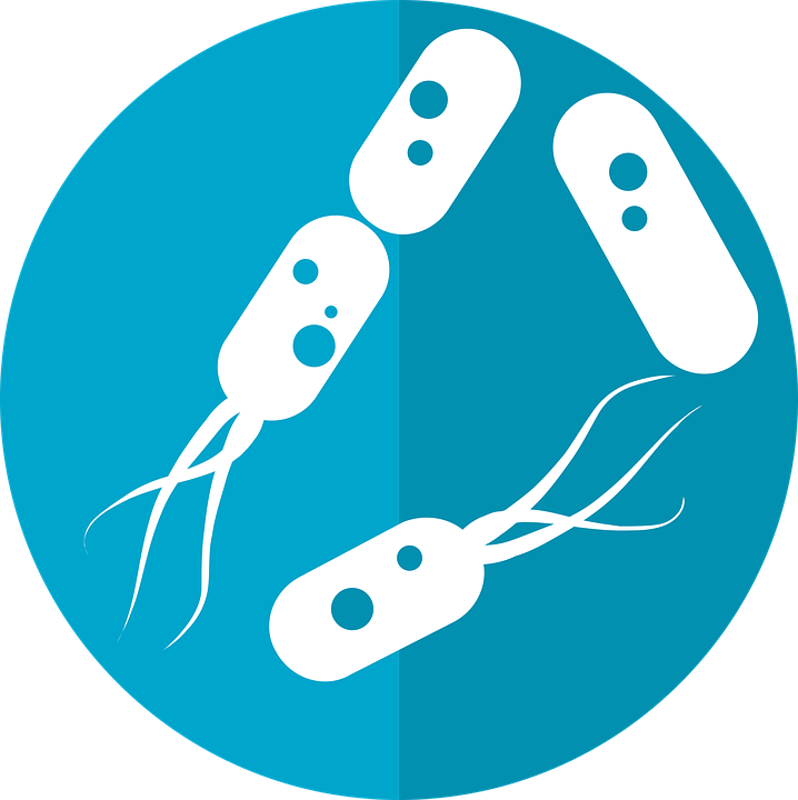 Bacteria HD Free Transparent Image HQ PNG Image