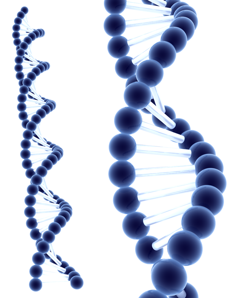 Dna HD Image Free PNG PNG Image