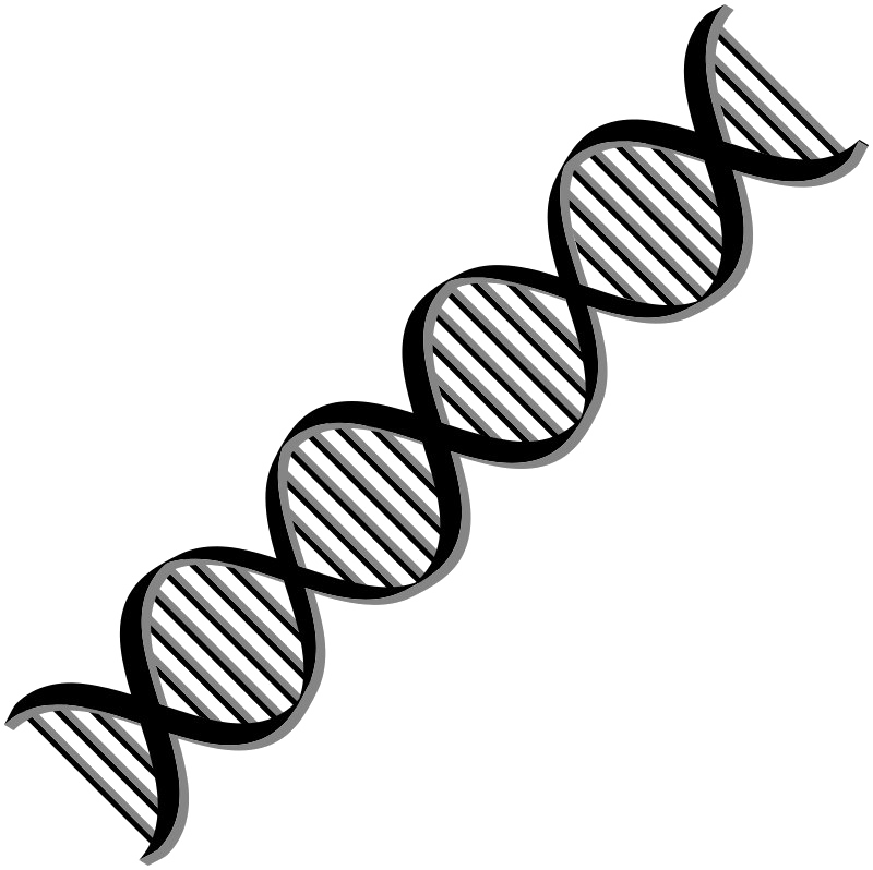 Dna Download PNG File HD PNG Image