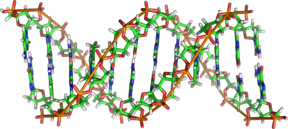 Dna Download Free Image PNG Image