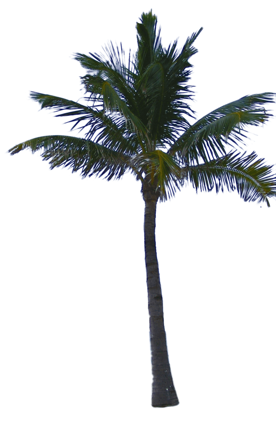 Palm Tree Png PNG Image