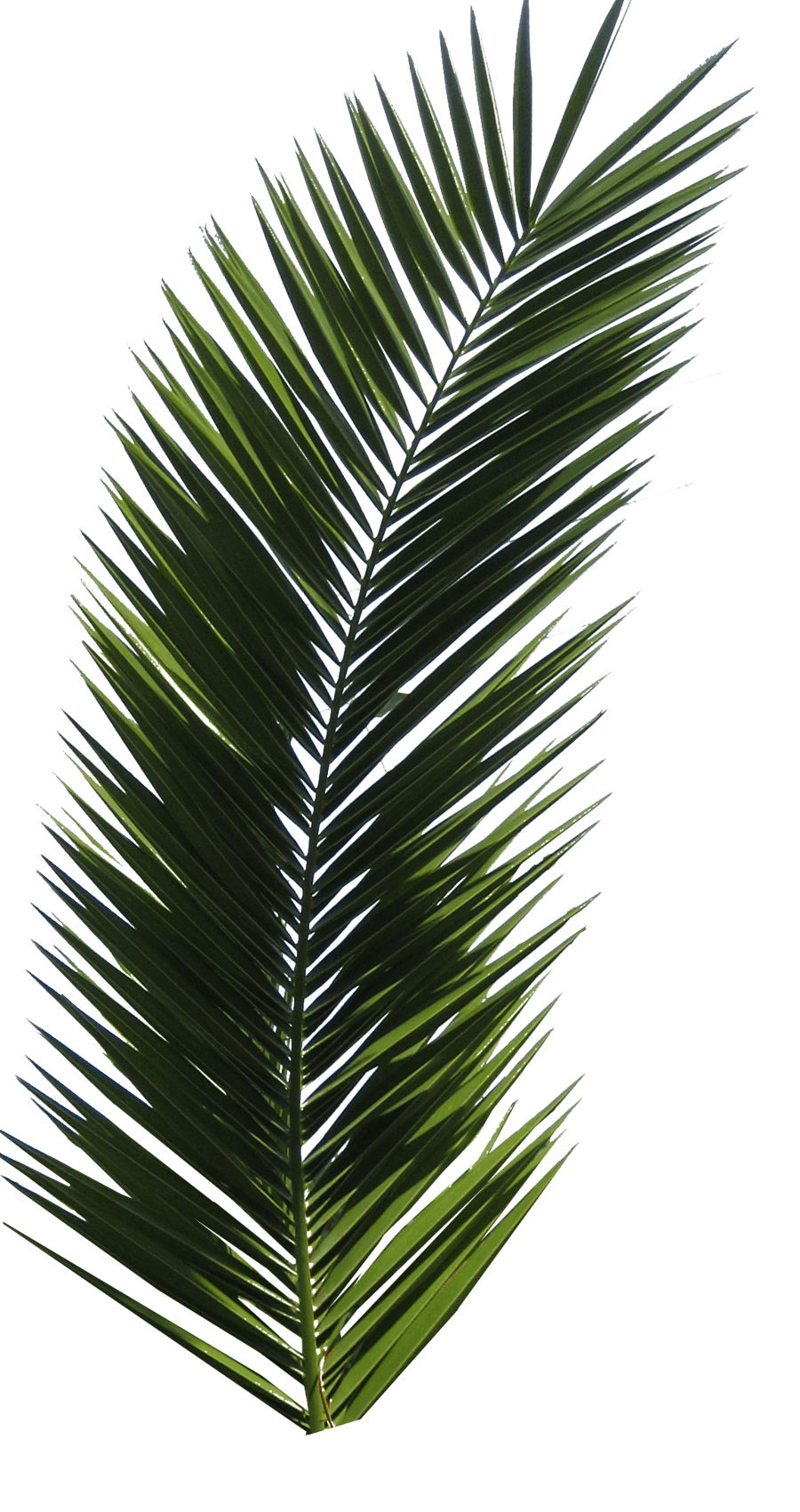 Palm Tree Png PNG Image