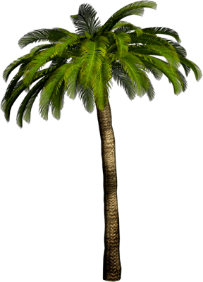 Tropical Palm Tree Png PNG Image