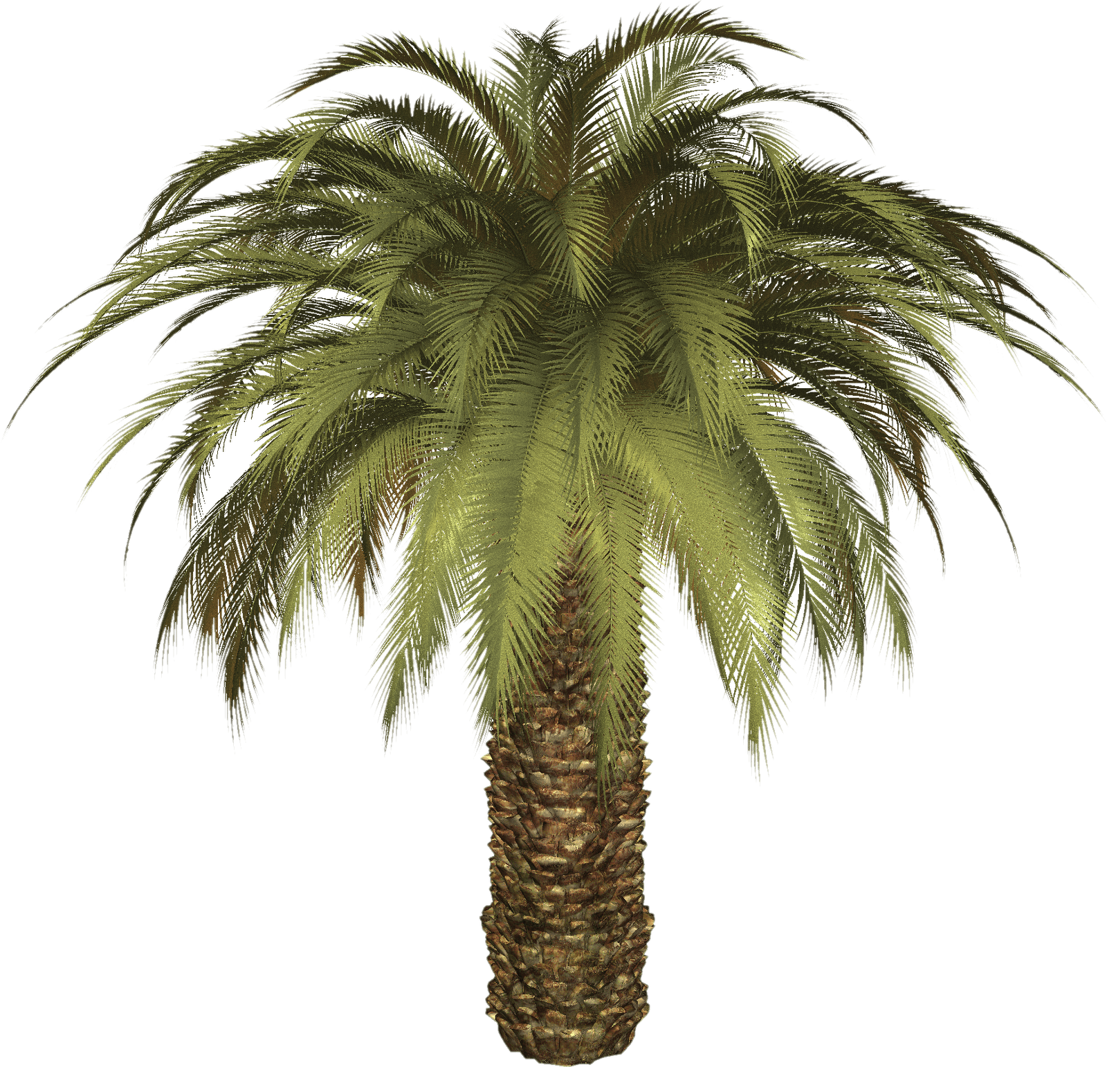 Palm Tree Png PNG Image