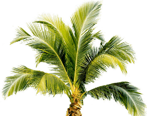 Palm Tree Png PNG Image