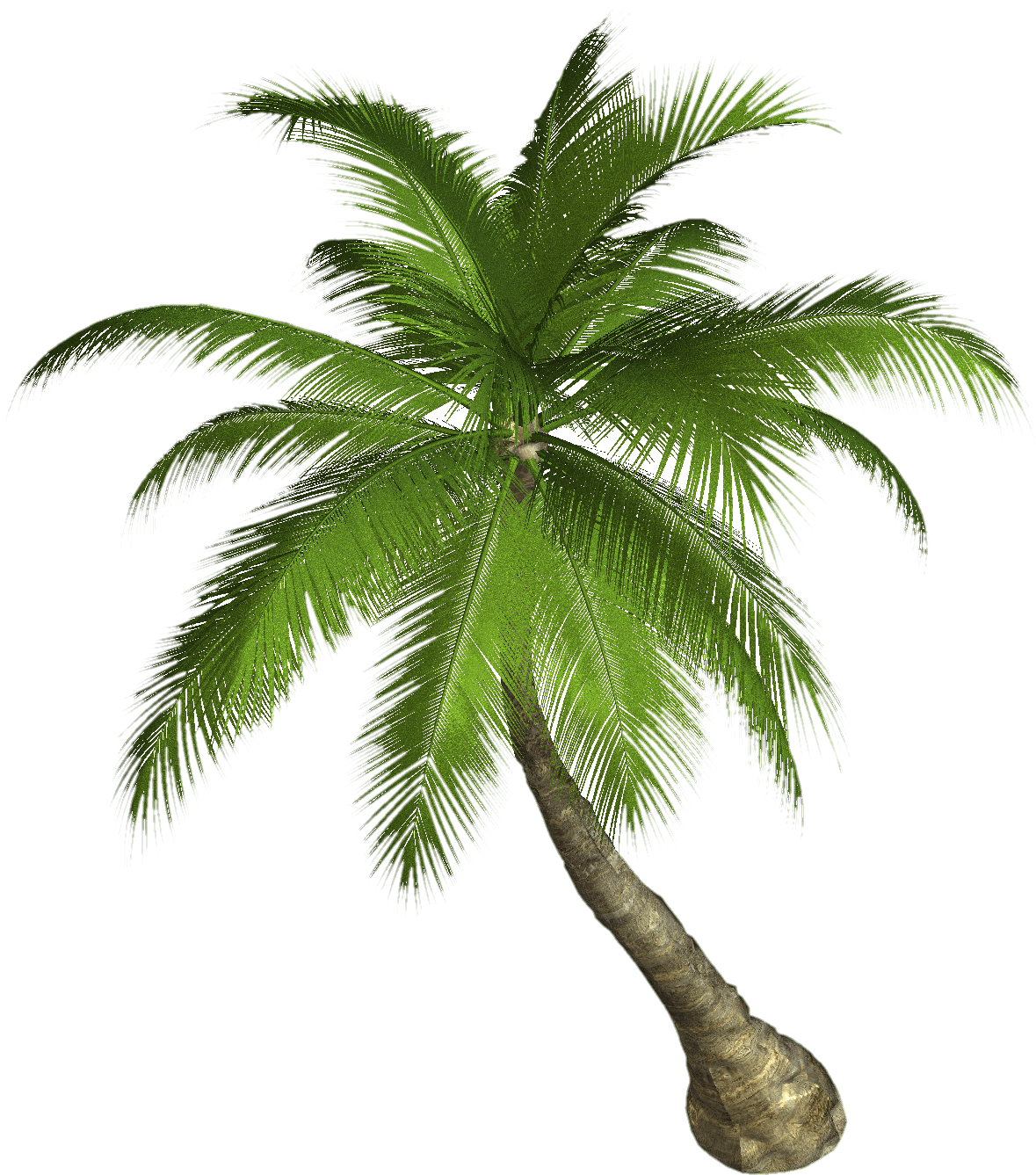 Palm Tree Png PNG Image