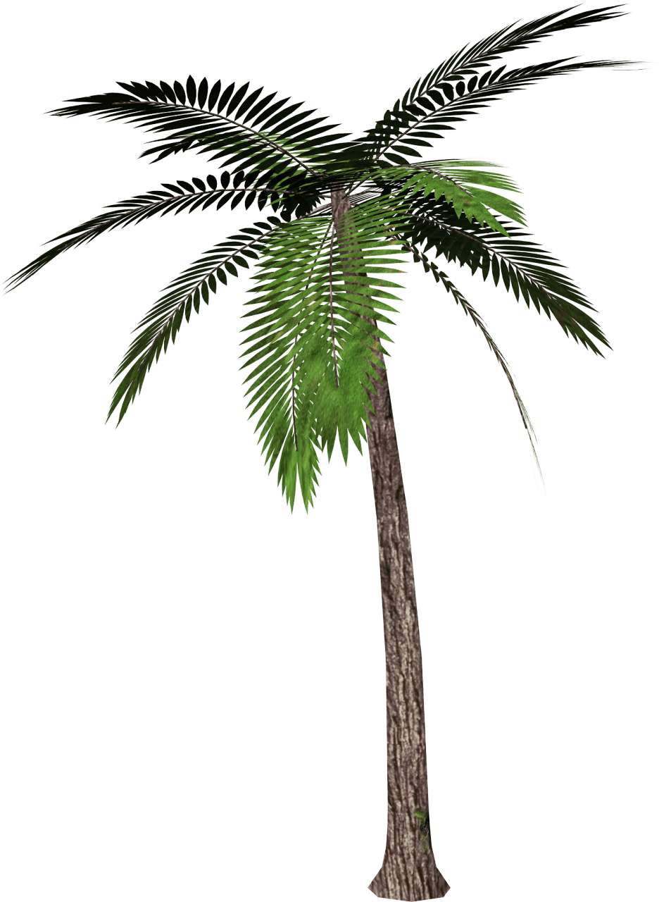 Palm Tree Png PNG Image