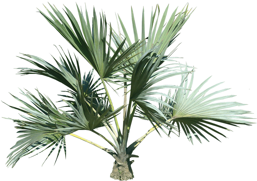 Palm Tree Png PNG Image