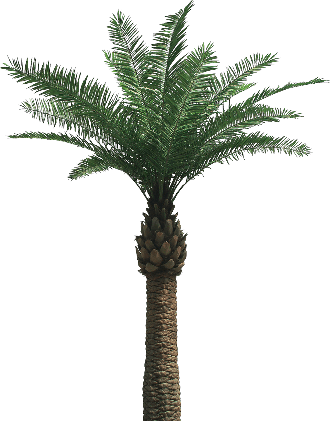 Palm Tree Png PNG Image