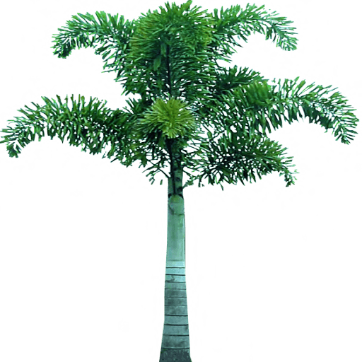 Palm Tree Png PNG Image