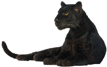 Panther Png Image PNG Image