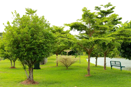 Park Image PNG Image