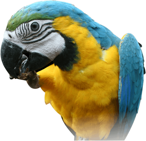 Parrot Png Images Download PNG Image