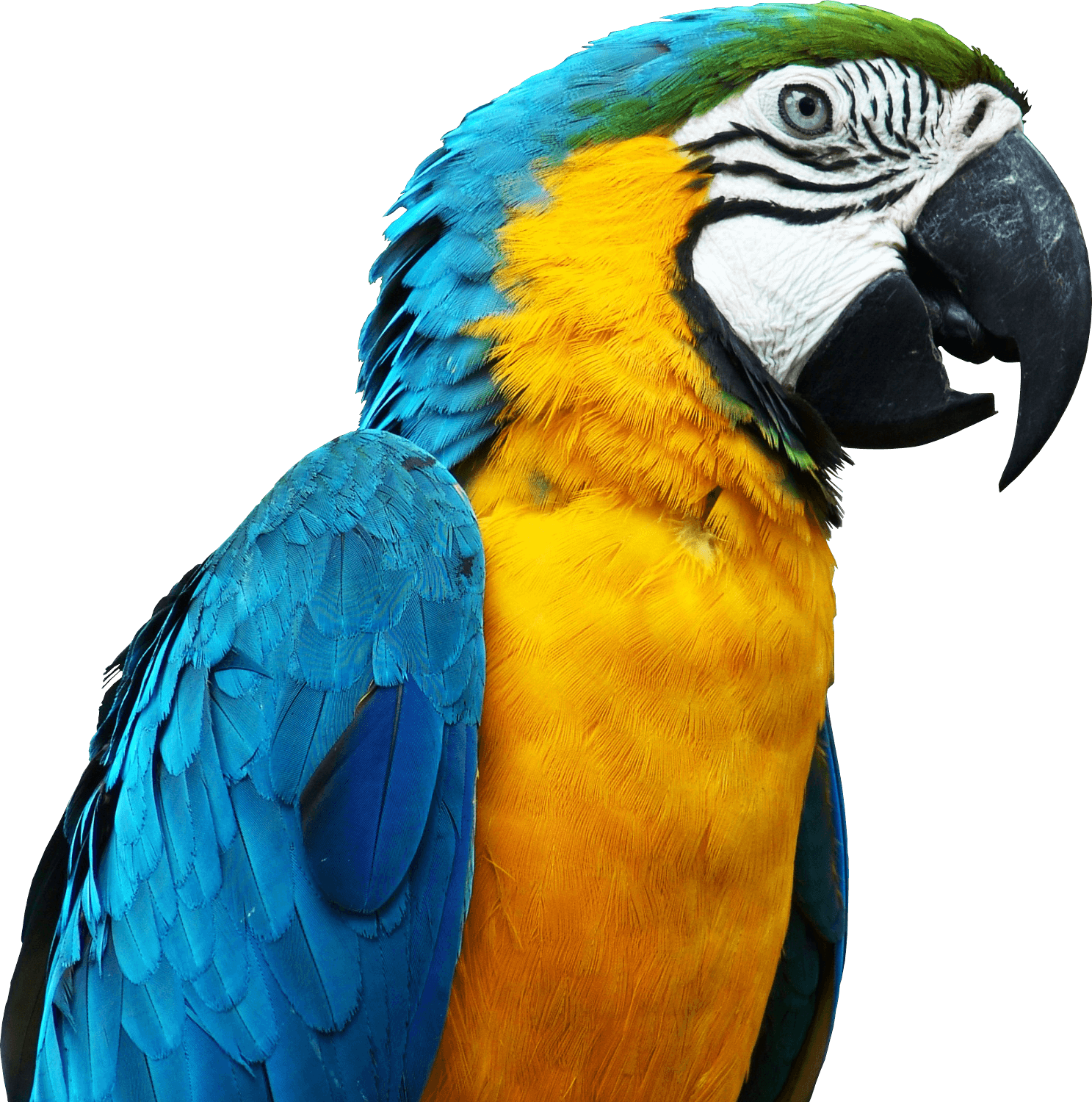 Blue Parrot Png Image Download PNG Image