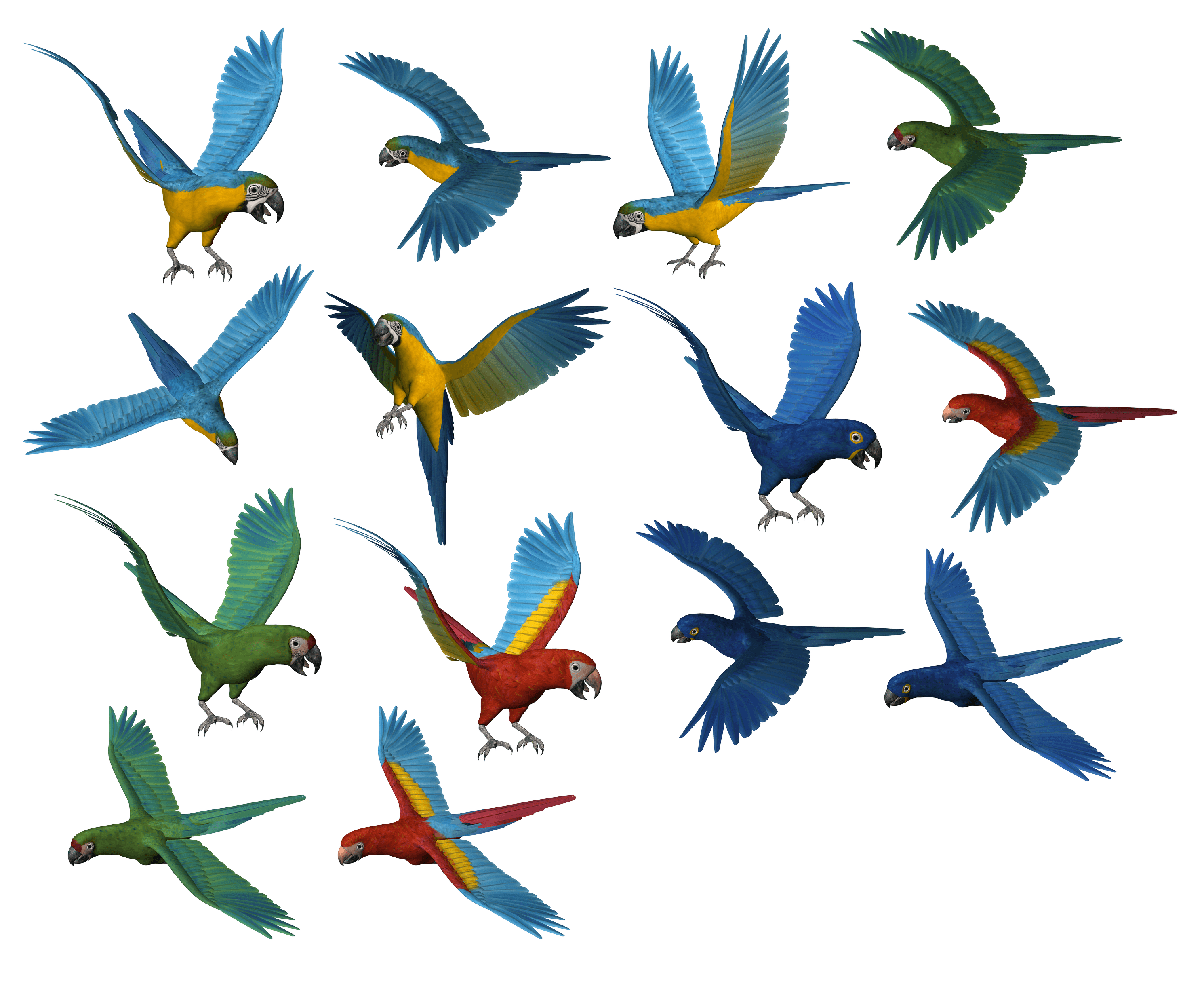 Parrot Png Images Download PNG Image