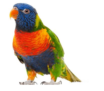 Parrot Png Images Download PNG Image