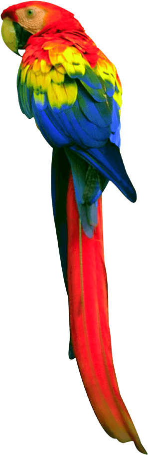 Parrot Png Images Download PNG Image