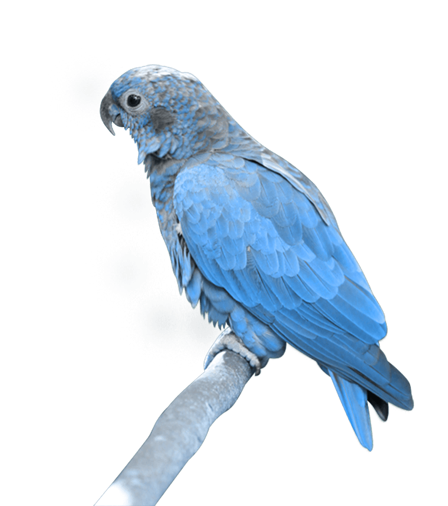 Blue Parrot Png Image Download PNG Image