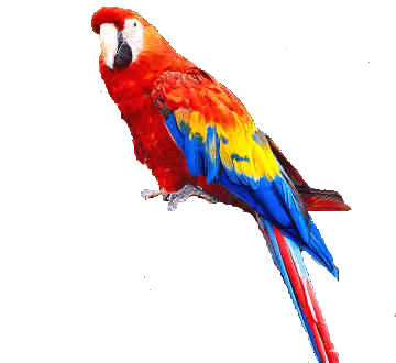 Parrot Png Images Download PNG Image