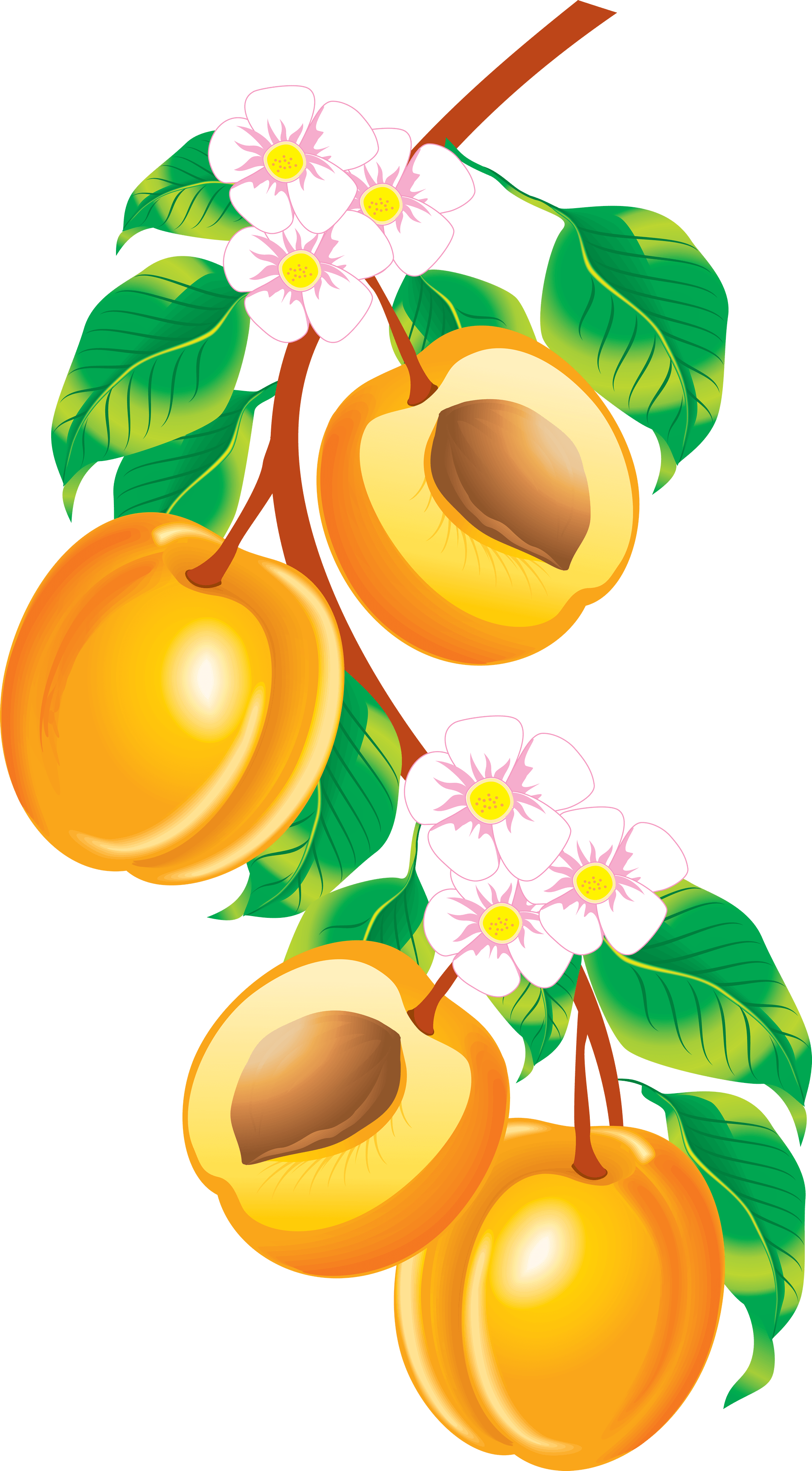 Peach Png Image PNG Image