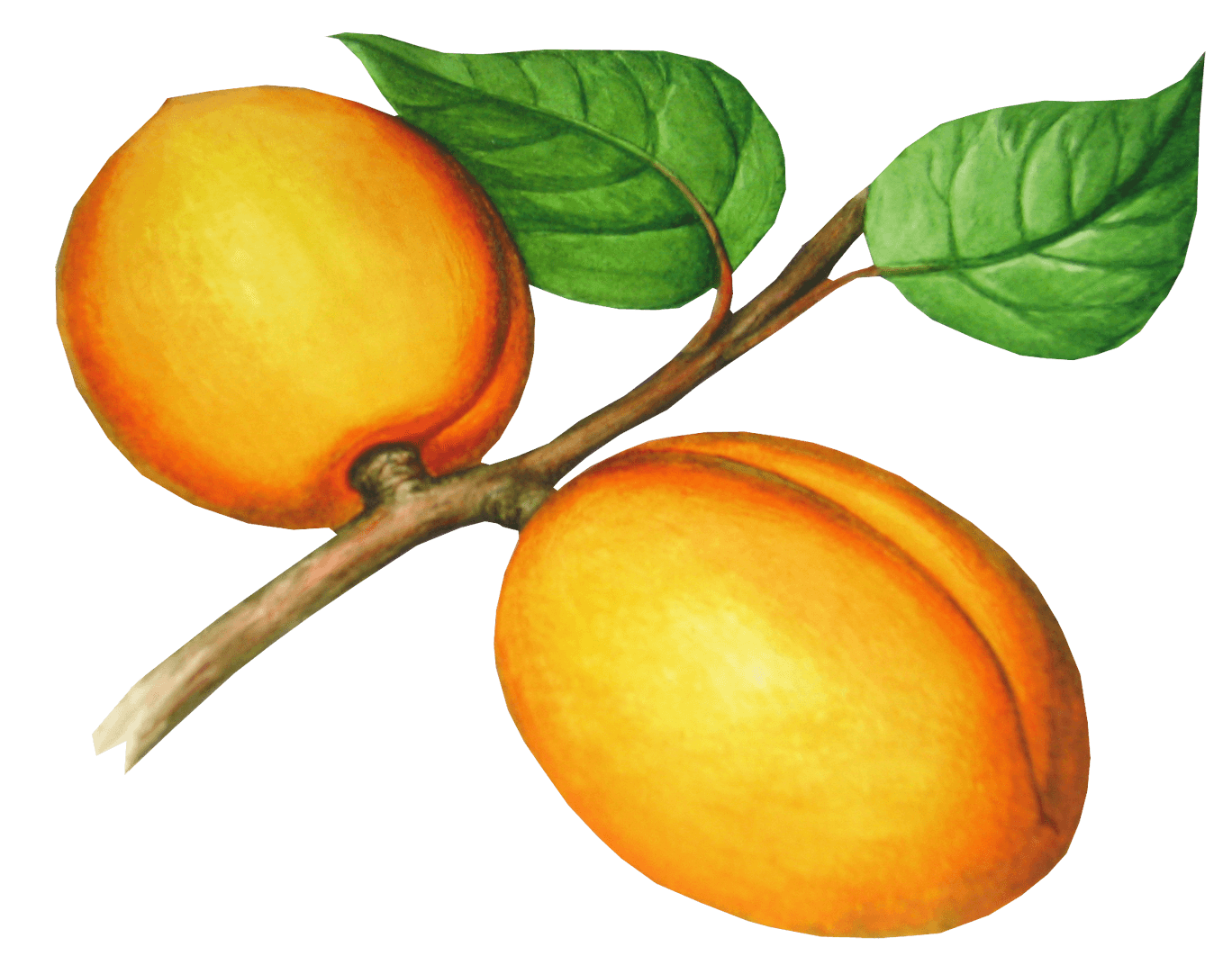 Peach Png Image PNG Image