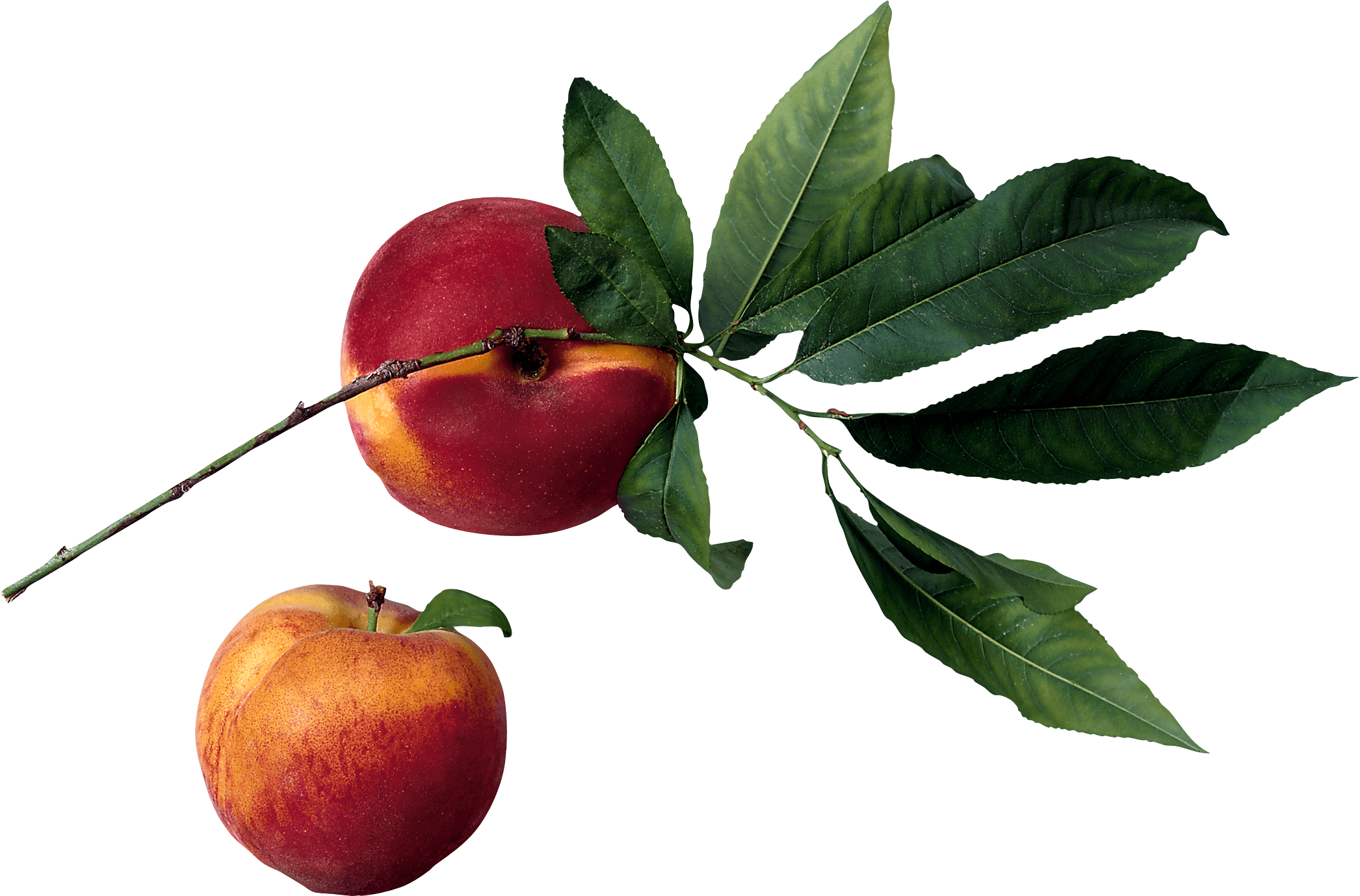 Peach Png Image PNG Image