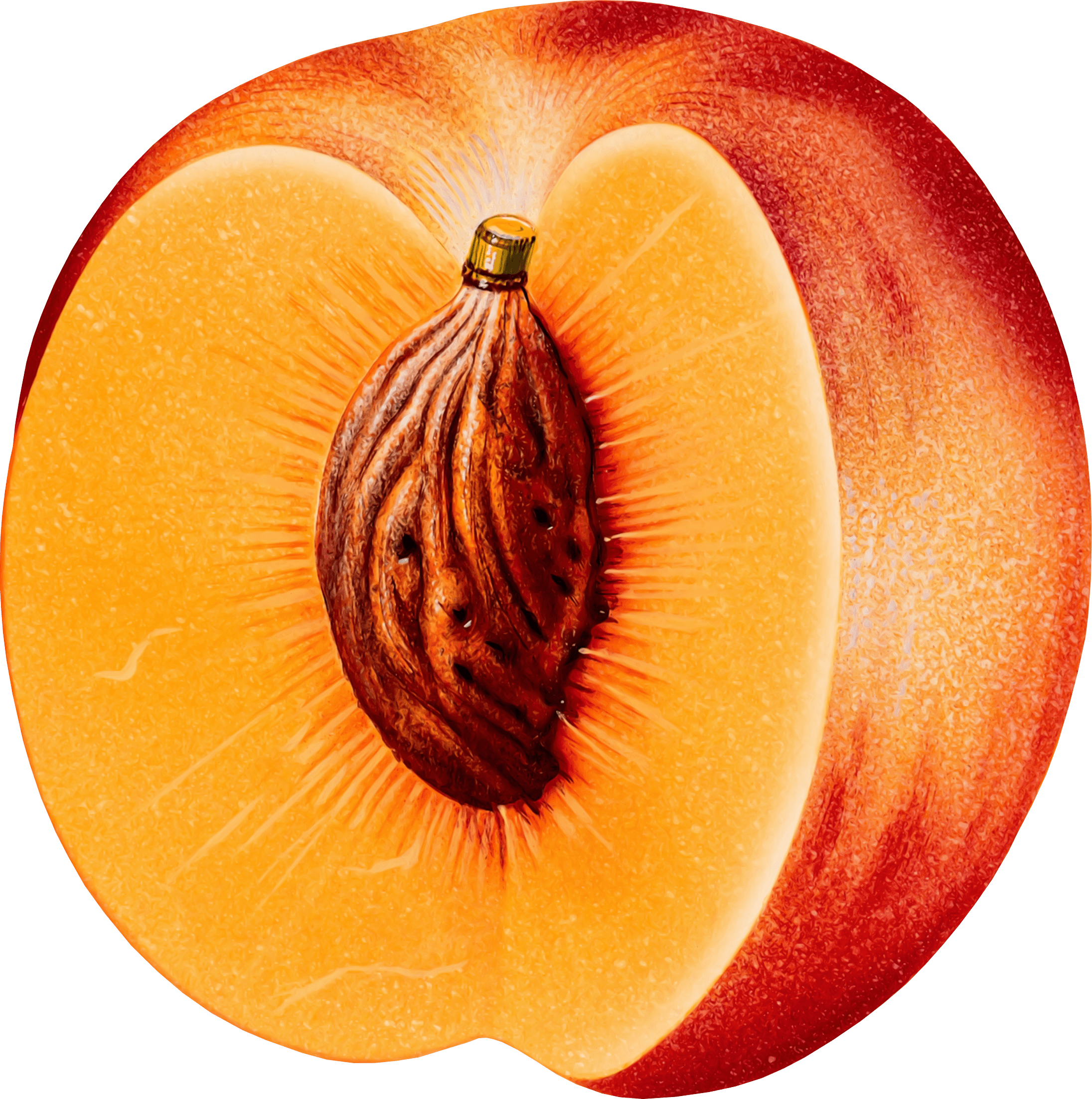 Peach Png Image PNG Image