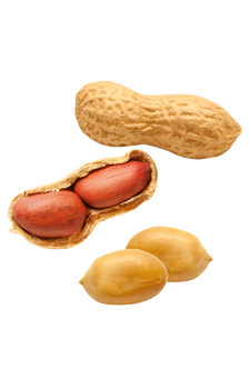 Peanut Png PNG Image