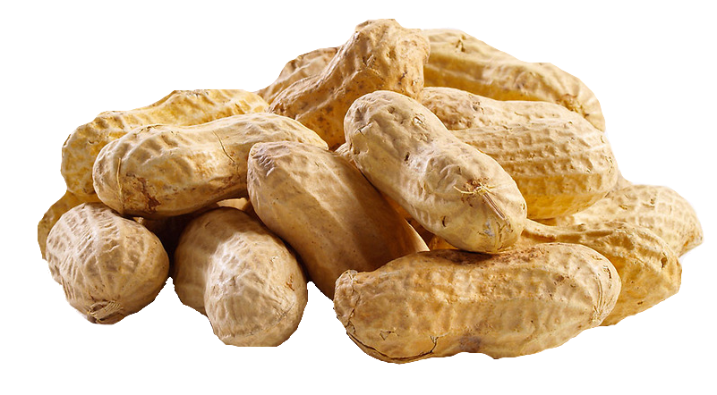 Peanut Png Hd PNG Image