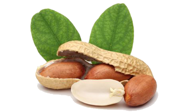 Peanut Png Image PNG Image