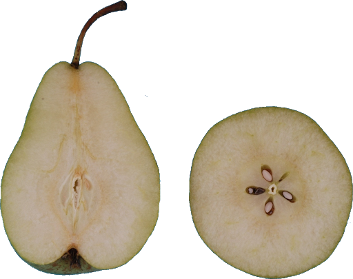 Pear Asian Free Transparent Image HQ PNG Image