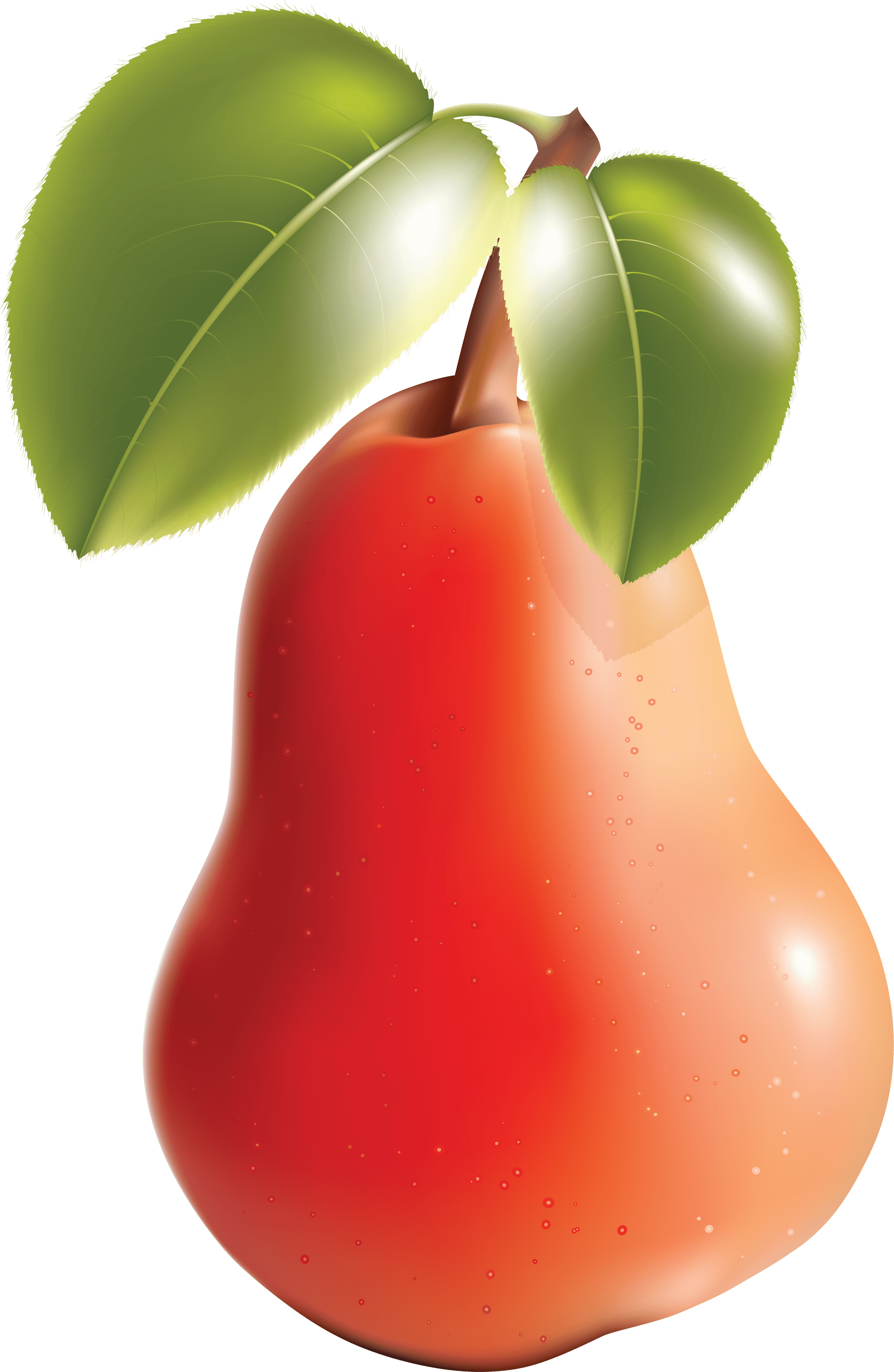 Pear Png Image PNG Image