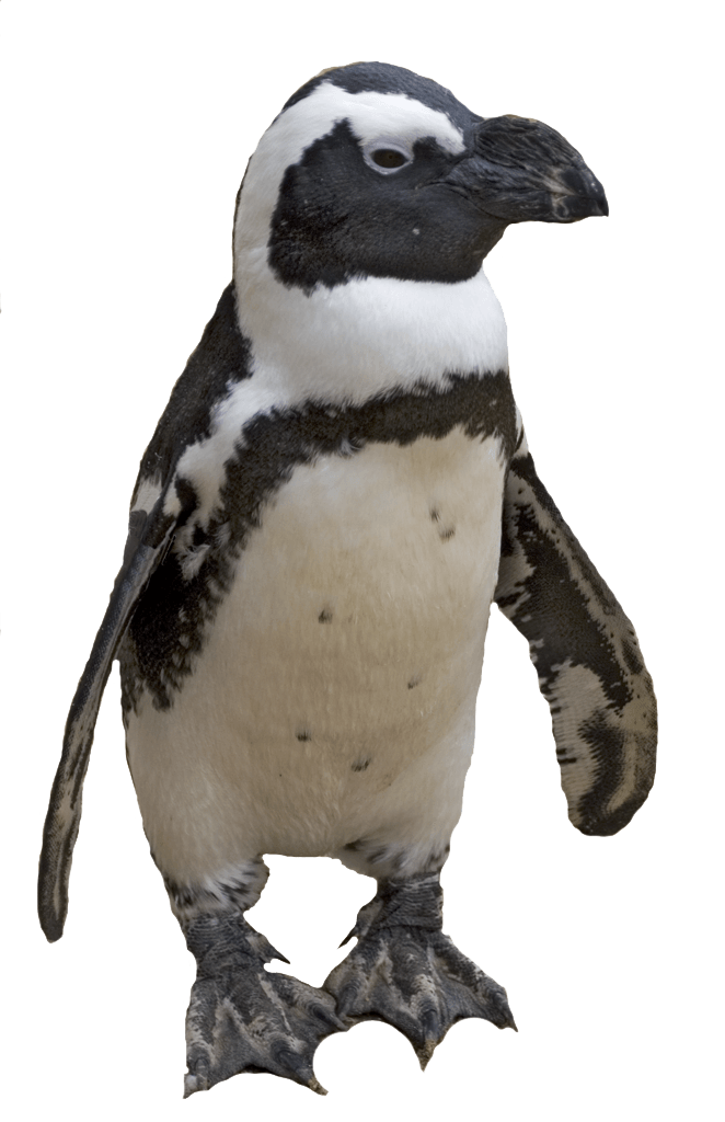 Penguin Png Image PNG Image